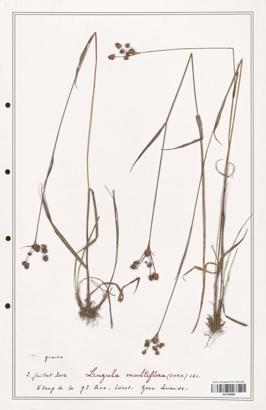 Luzula multiflora  (Juncaceae)