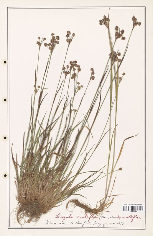 Luzula multiflora  (Juncaceae)