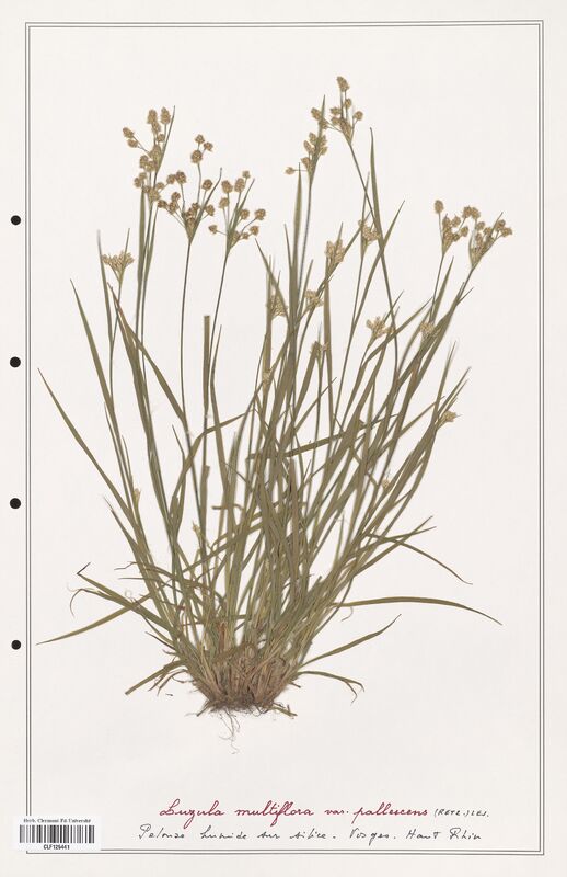 Luzula multiflora  (Juncaceae)