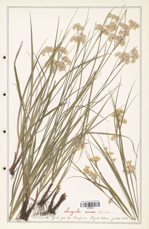 Luzula nivea  (Juncaceae)