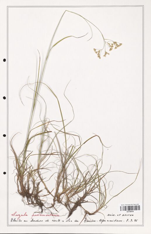 Luzula pedemontana  (Juncaceae)