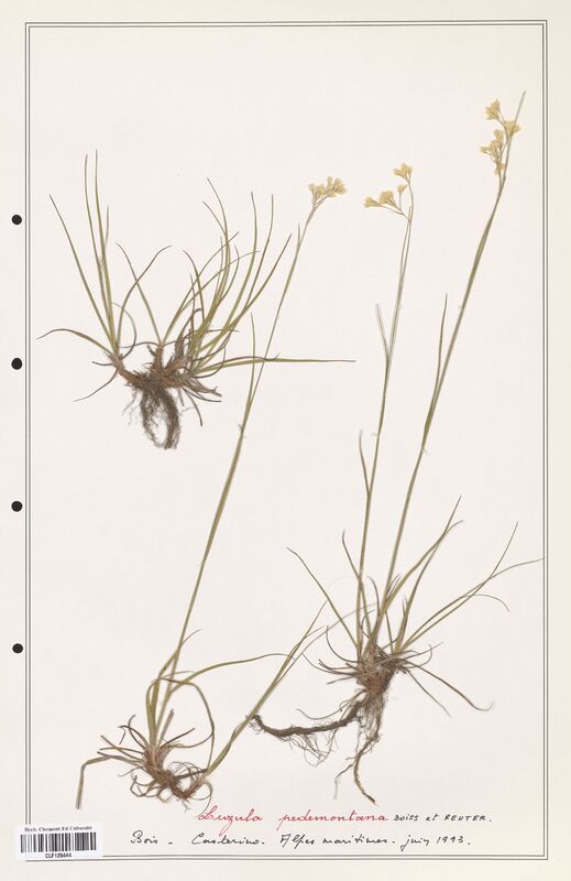 Luzula pedemontana  (Juncaceae)