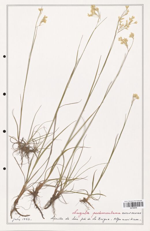 Luzula pedemontana  (Juncaceae)