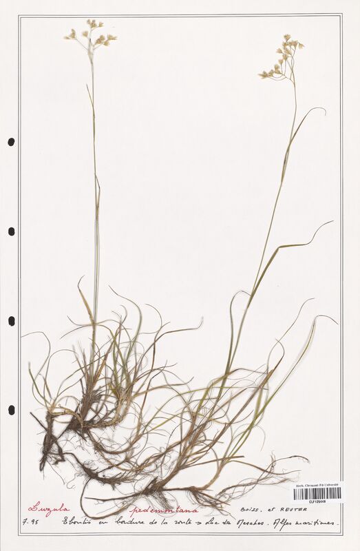 Luzula pedemontana  (Juncaceae)