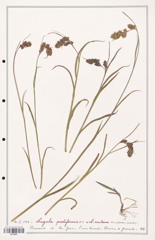 Luzula pediformis  (Juncaceae)