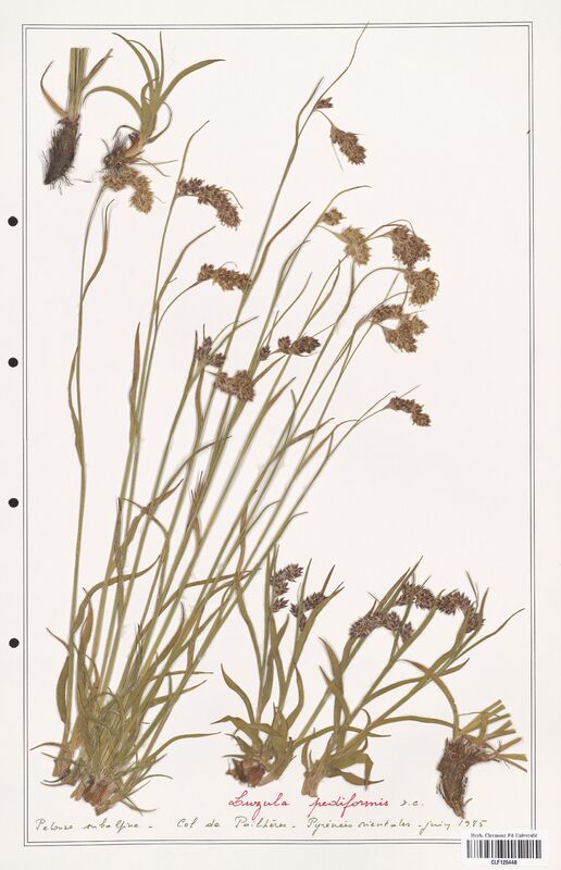 Luzula pediformis  (Juncaceae)