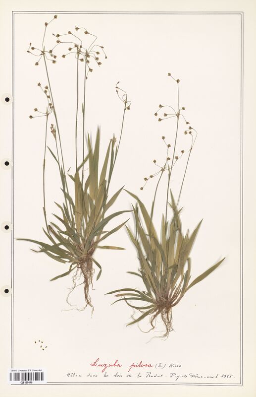 Luzula pilosa  (Juncaceae)