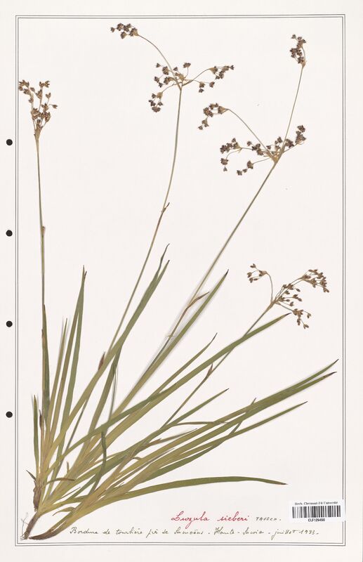 Luzula sieberi  (Juncaceae)