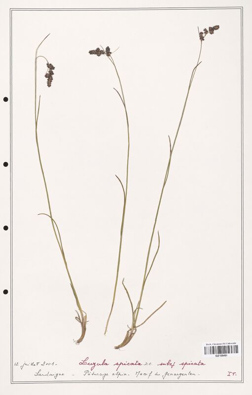 Luzula spicata  (Juncaceae)