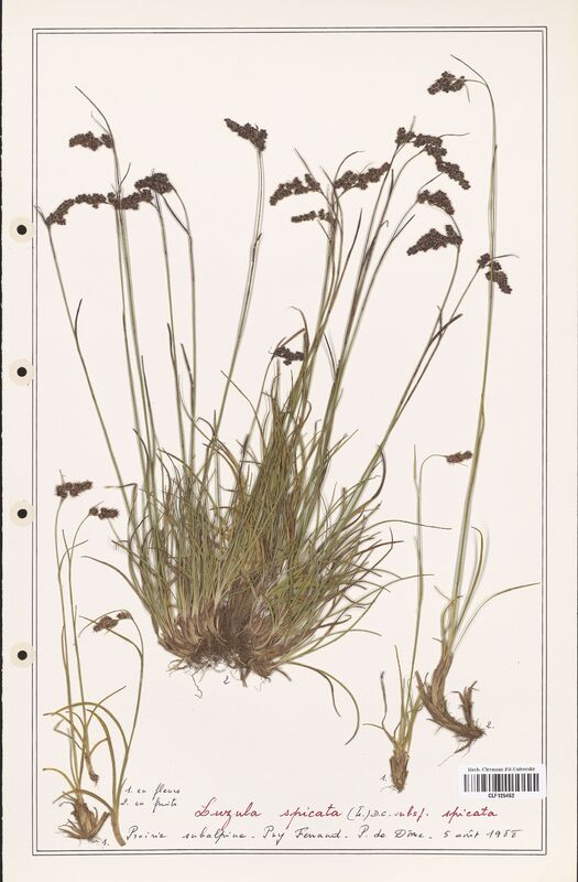 Luzula spicata  (Juncaceae)