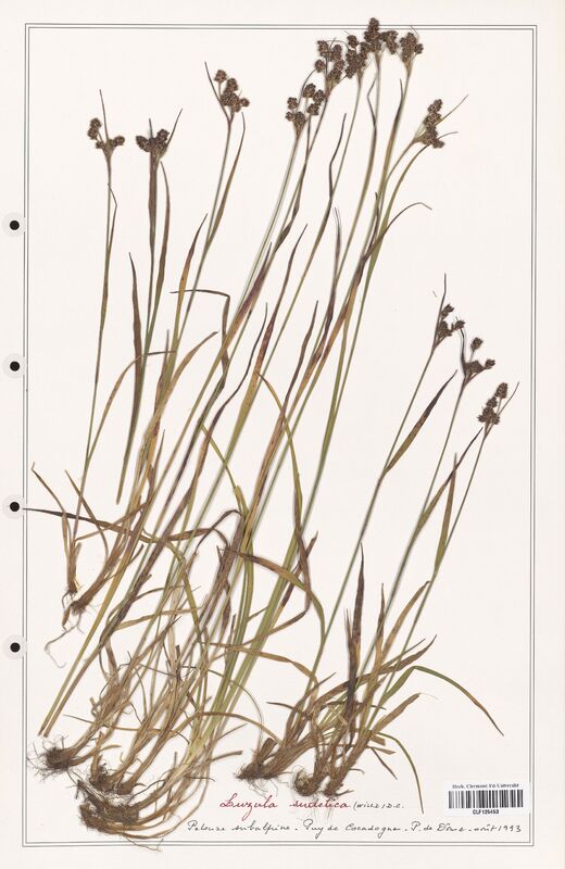 Luzula sudetica  (Juncaceae)