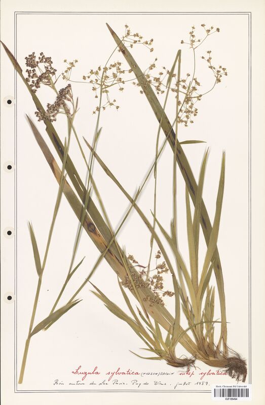 Luzula sylvatica  (Juncaceae)