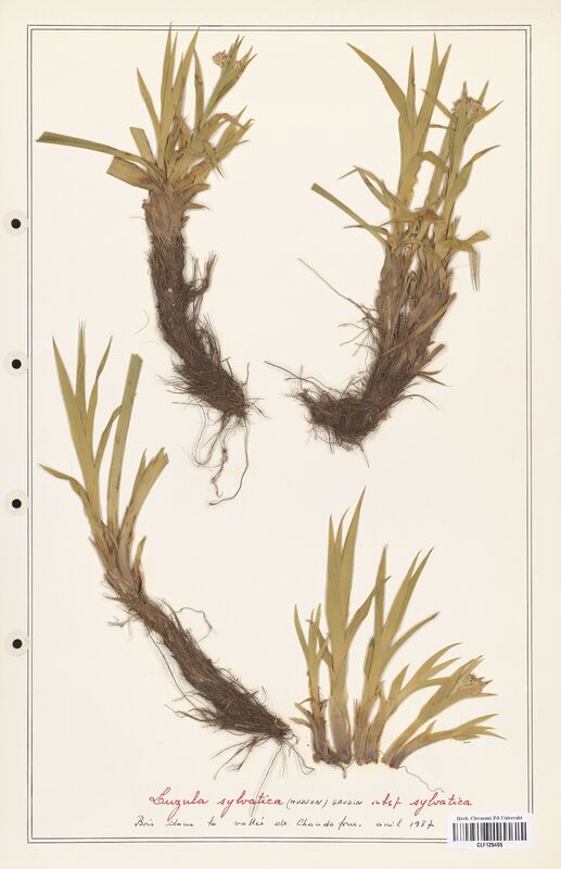 Luzula sylvatica  (Juncaceae)