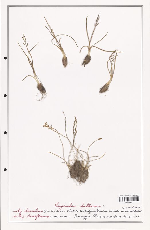 Triglochin bulbosum  (Juncaginaceae)