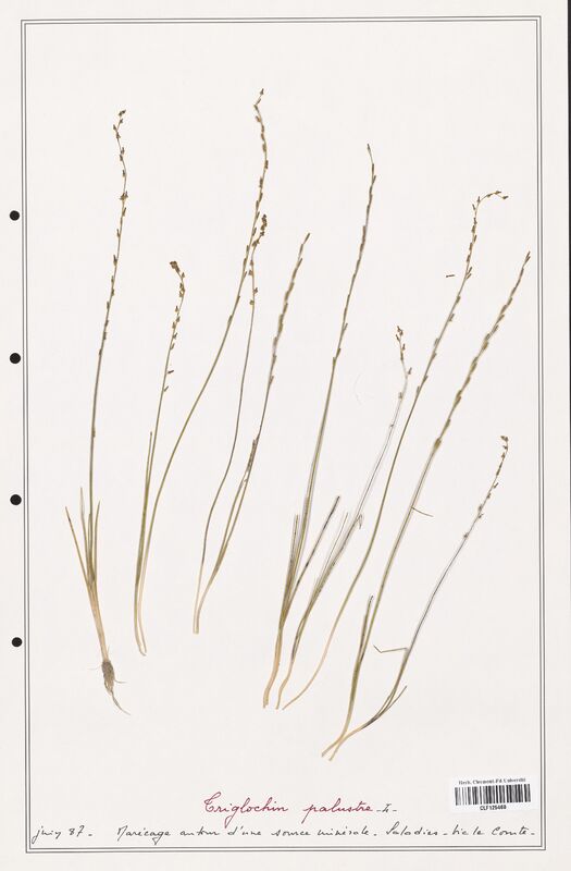 Triglochin palustre  (Juncaginaceae)