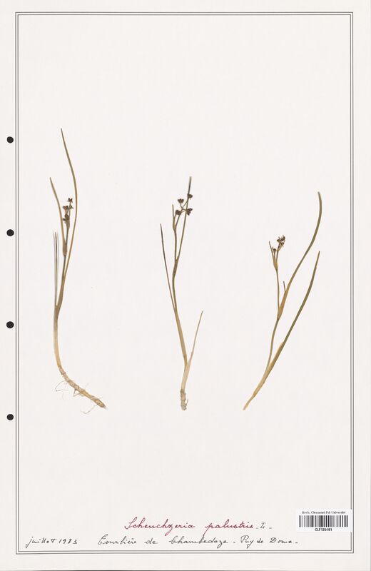 Scheuchzeria palustris  (Scheuchzeriaceae)