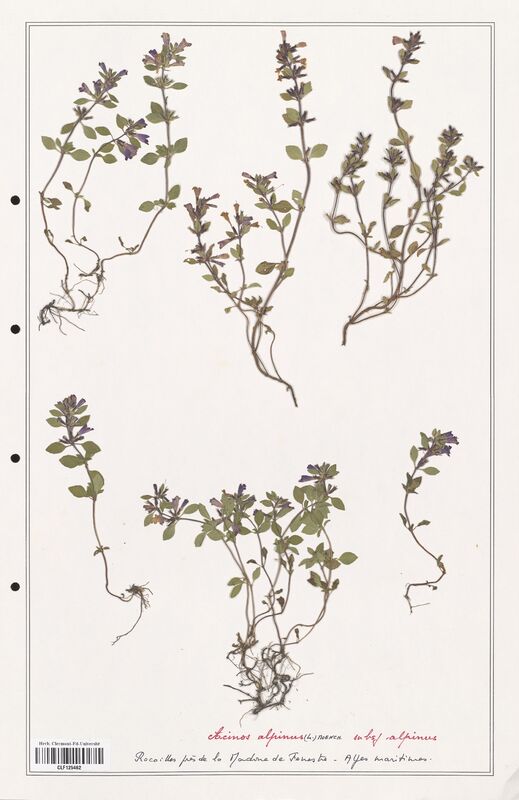 Acinos alpinus  (Lamiaceae)