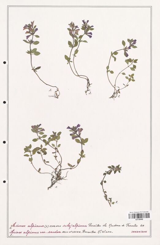 Acinos alpinus  (Lamiaceae)