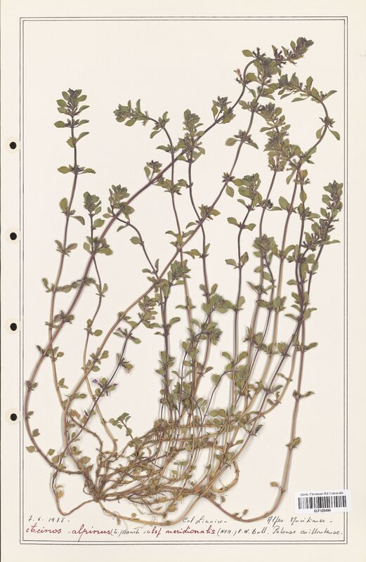 Acinos alpinus  (Lamiaceae)