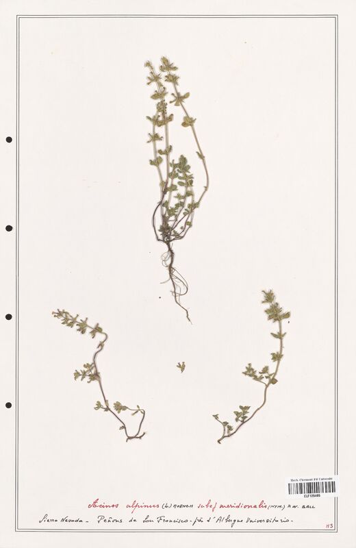 Acinos alpinus  (Lamiaceae)