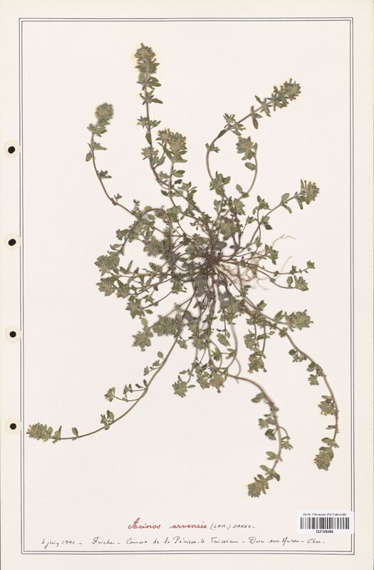 Acinos arvensis  (Lamiaceae)