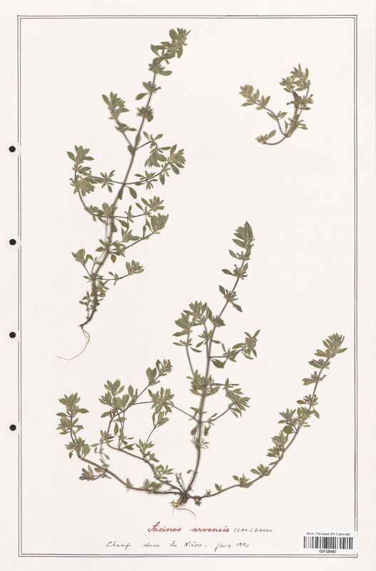 Acinos arvensis  (Lamiaceae)