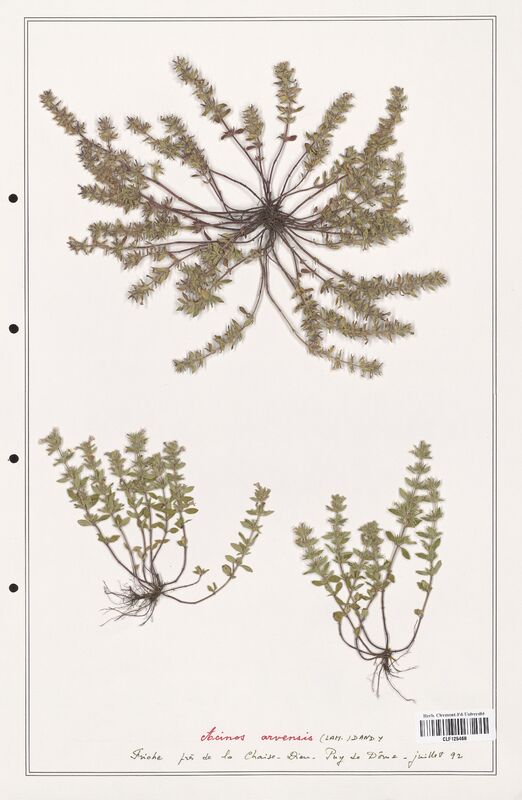 Acinos arvensis  (Lamiaceae)