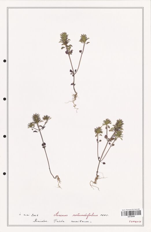 Acinos rotundifolius  (Lamiaceae)