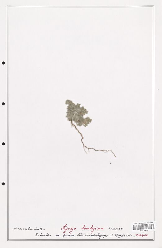 Ajuga bombycina  (Lamiaceae)