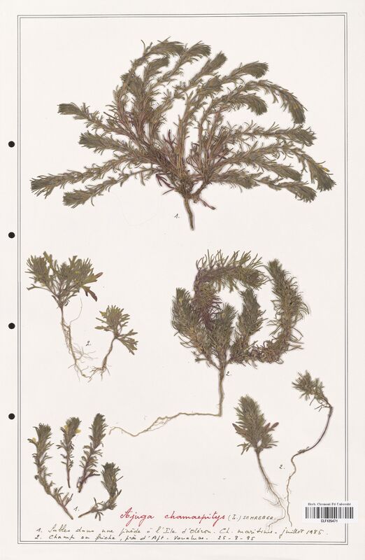 Ajuga chamaepitys  (Lamiaceae)