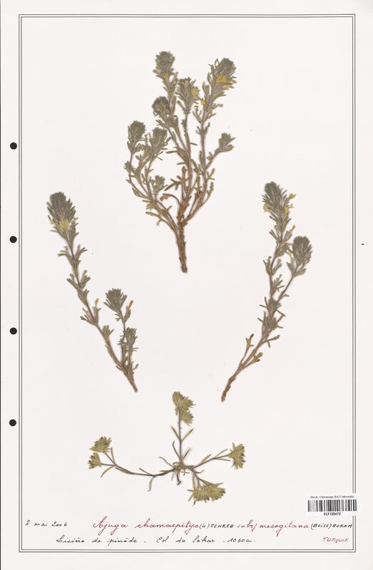 Ajuga chamaepitys  (Lamiaceae)