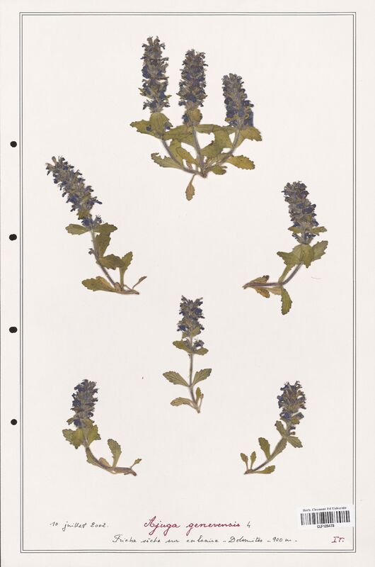 Ajuga genevensis  (Lamiaceae)