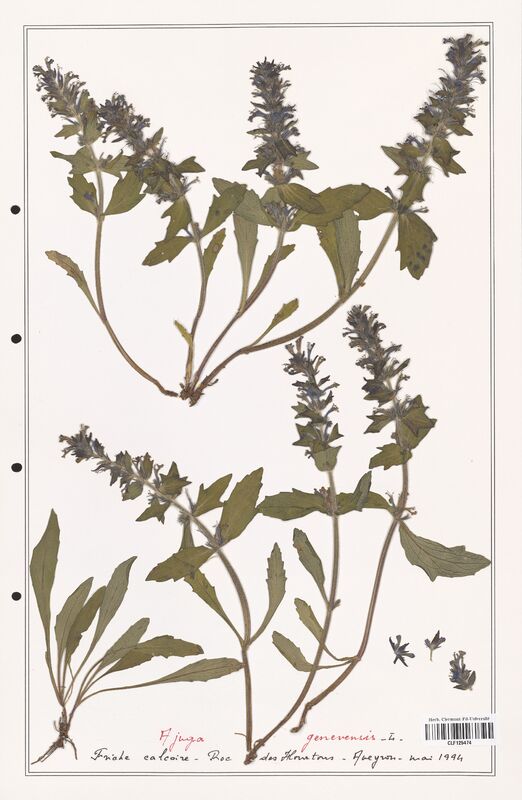 Ajuga genevensis  (Lamiaceae)