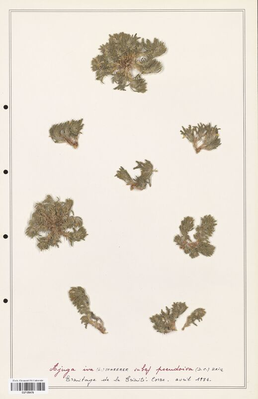 Ajuga iva  (Lamiaceae)