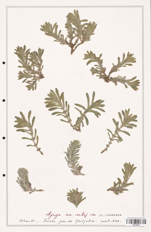 Ajuga iva  (Lamiaceae)