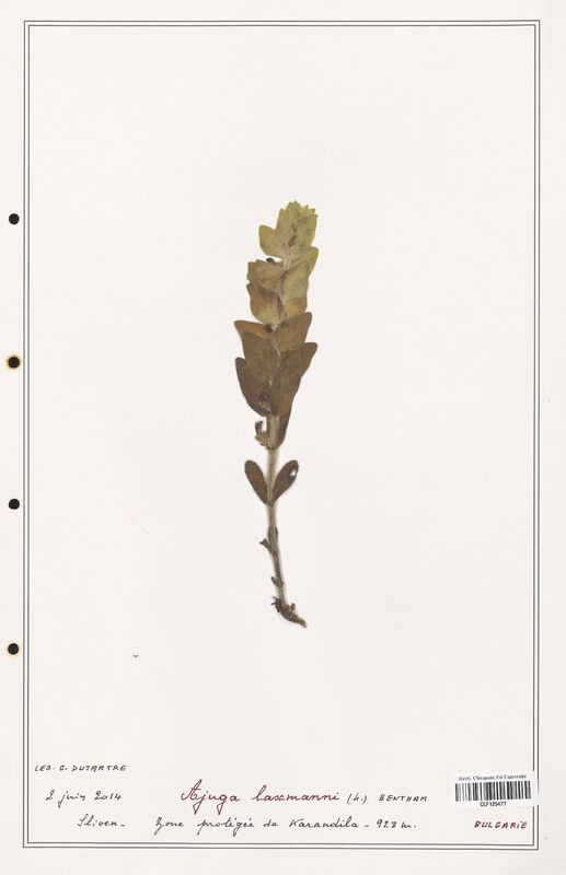 Ajuga laxmanni  (Lamiaceae)