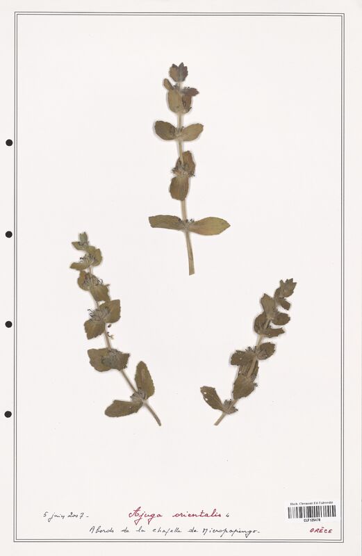 Ajuga orientalis  (Lamiaceae)