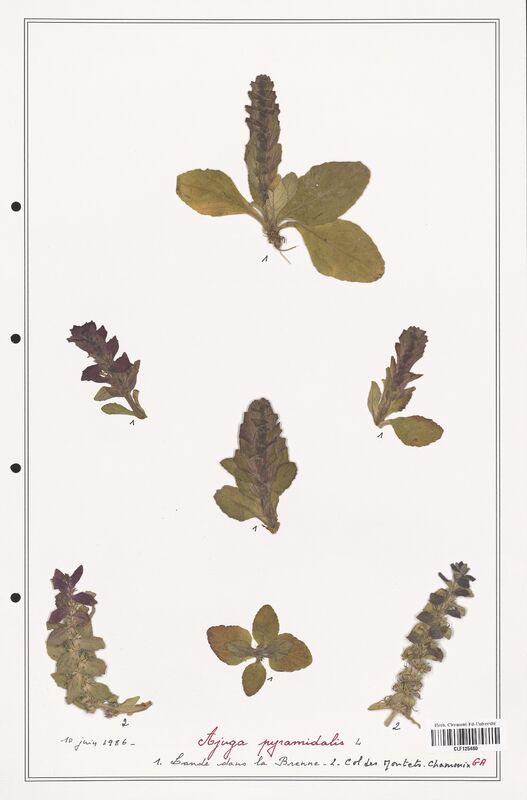 Ajuga pyramidalis  (Lamiaceae)