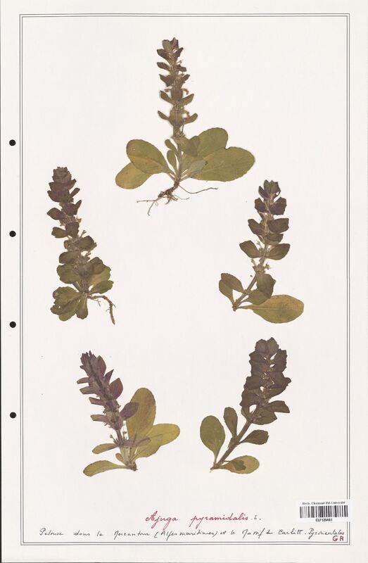 Ajuga pyramidalis  (Lamiaceae)