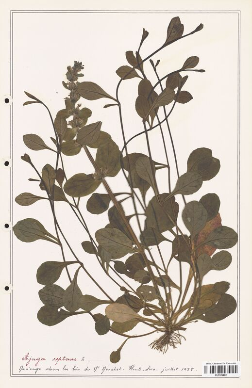 Ajuga reptans  (Lamiaceae)