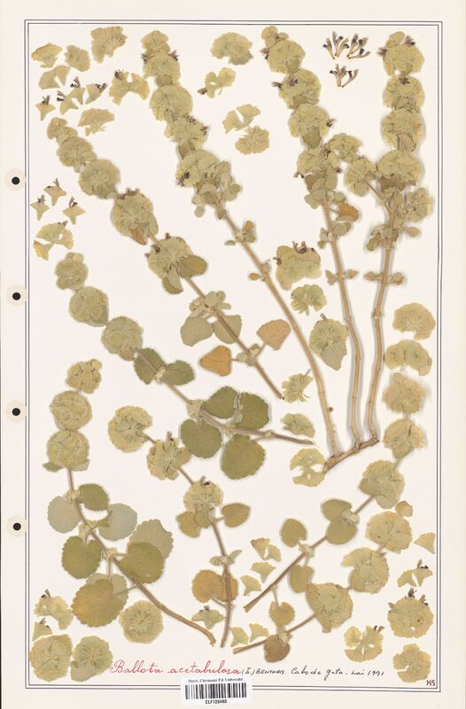 Ballota acetabulosa  (Lamiaceae)