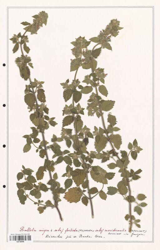 Ballota nigra  (Lamiaceae)