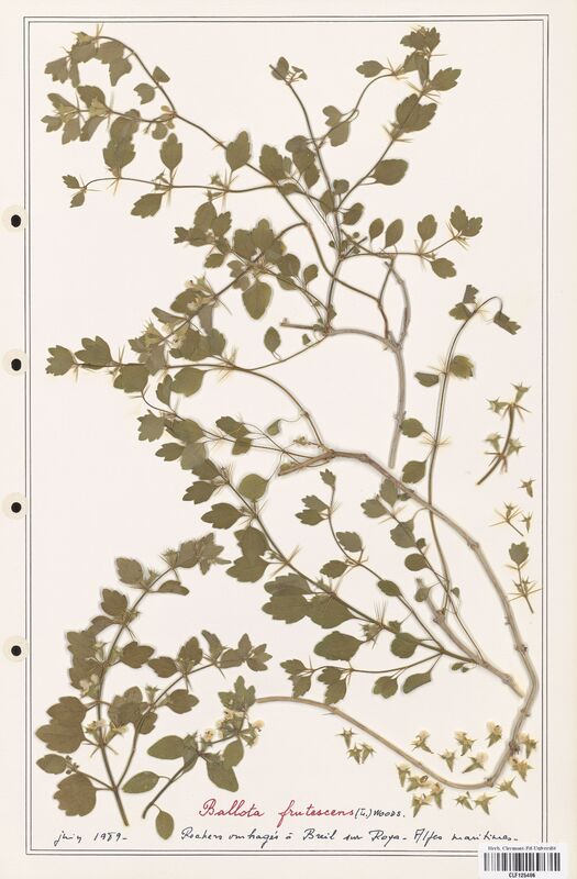 Ballota frutescens  (Lamiaceae)