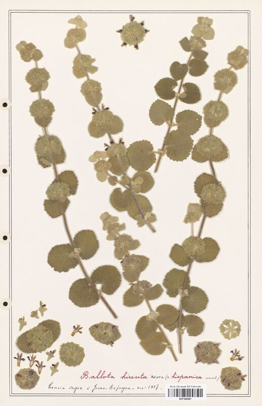 Ballota hirsuta  (Lamiaceae)