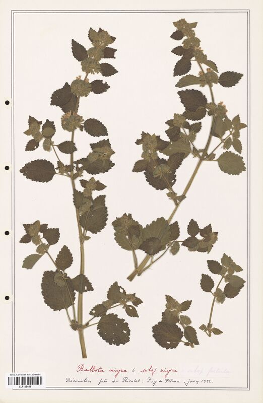 Ballota nigra  (Lamiaceae)