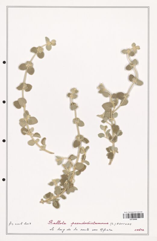 Ballota pseudodictamnus  (Lamiaceae)