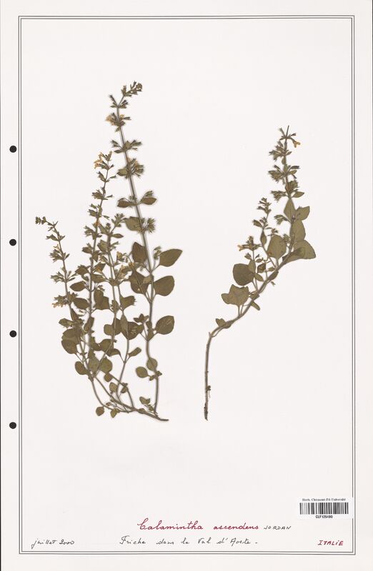 Calamintha ascendens  (Lamiaceae)