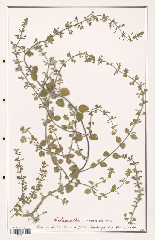 Calamintha ascendens  (Lamiaceae)