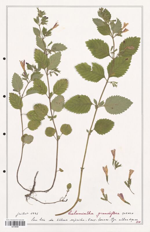 Calamintha grandiflora  (Lamiaceae)