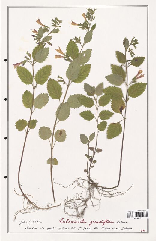 Calamintha grandiflora  (Lamiaceae)